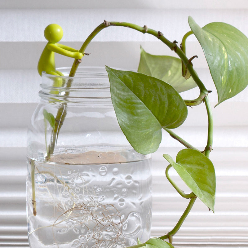 植物用の装飾的で柔軟な挿し木サポート (x3) 