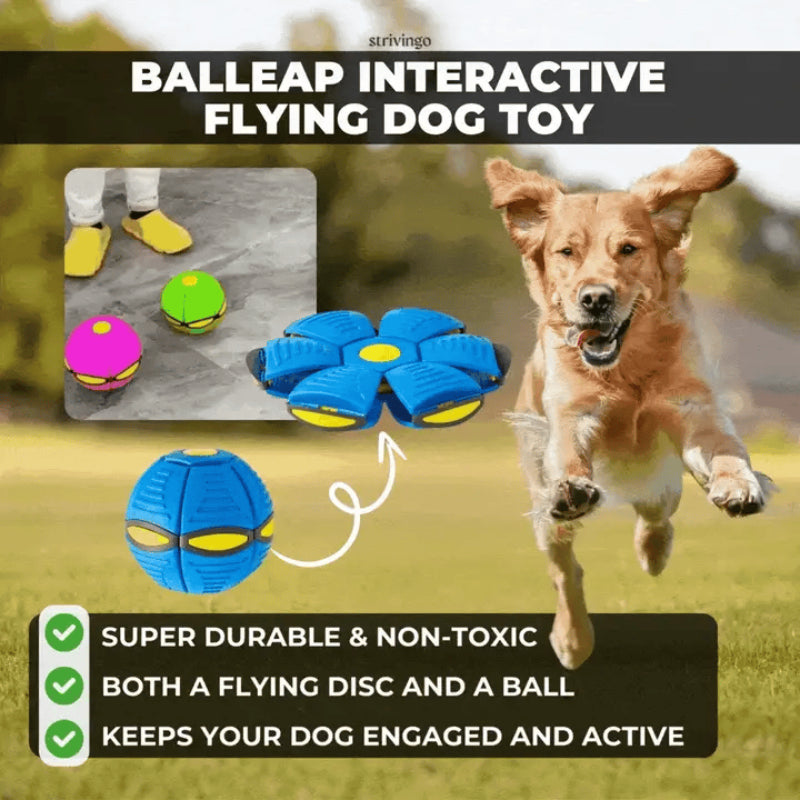 The bouncy toy that awakens all dogs 