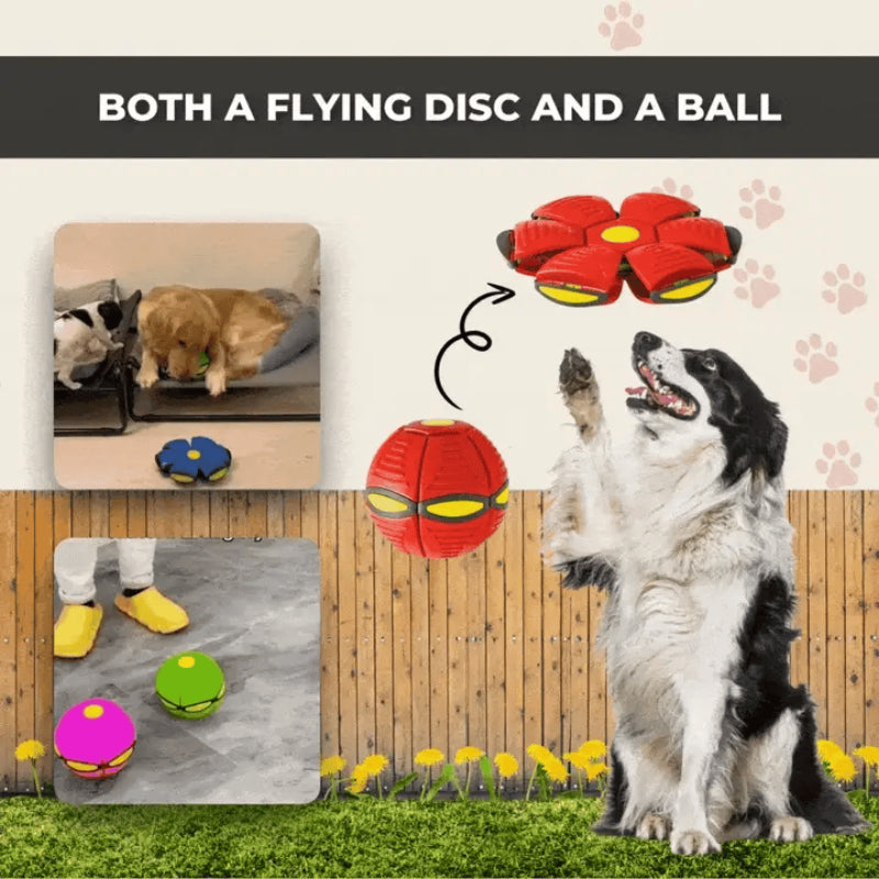 The bouncy toy that awakens all dogs 